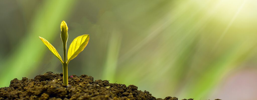 showing a seedling get out from the soil representing the growth of an investment portfolio on the stock market